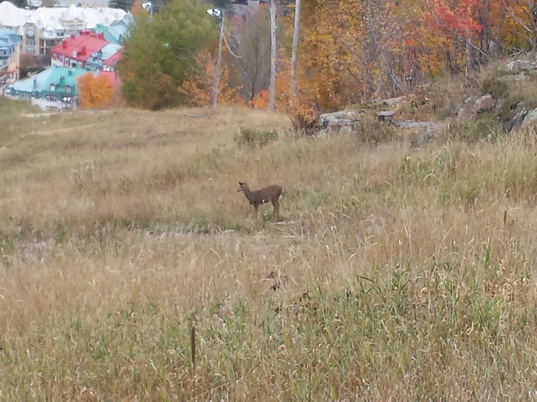 Mont Tremblant Resort Lac Tremblant Ski