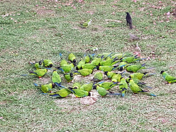   Aguape Fazenda Pantanal Aguape Fazenda Pantanal
