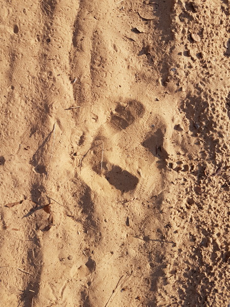 Barra Mansa Lodge Tapirspur 