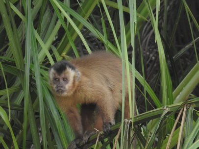  Monkey  Kapuzineraffe Cappuchin Monkey Monkey Monkey Monkey  Kapuzineraffe Cappuchin Monkey 