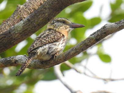   Chaco Puffbird Caatinga Puffbird 