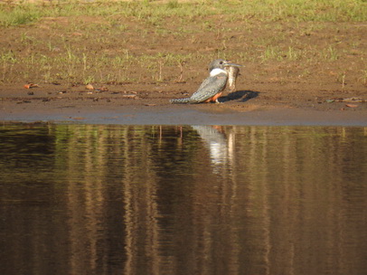   kingfisherkingfisher and big Fish