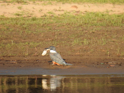   kingfisherkingfisher and big Fish