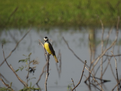 Flycatcher Flycatcher 