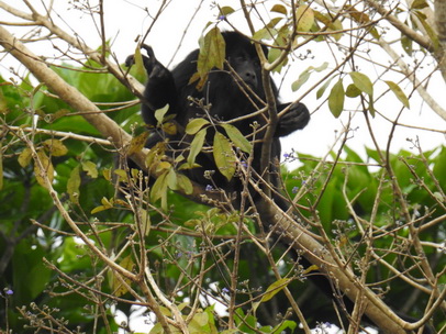 Monkey schwarzer Brüllaffe Klammerschwanzaffe