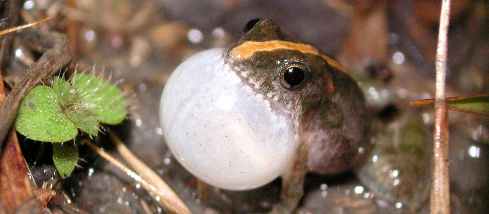 Motorzinho-kleiner-Frosch 