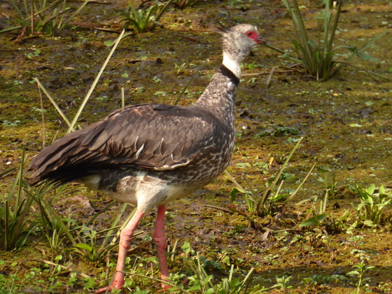 Southern-Screamer