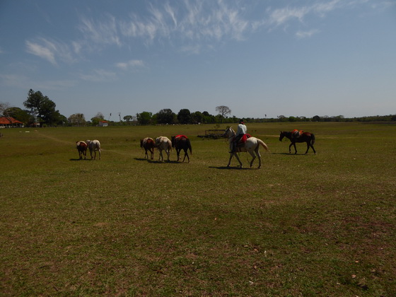 Barra Mansa Lodge Horses