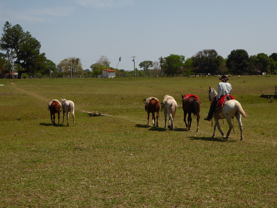 Barra Mansa Lodge Horses