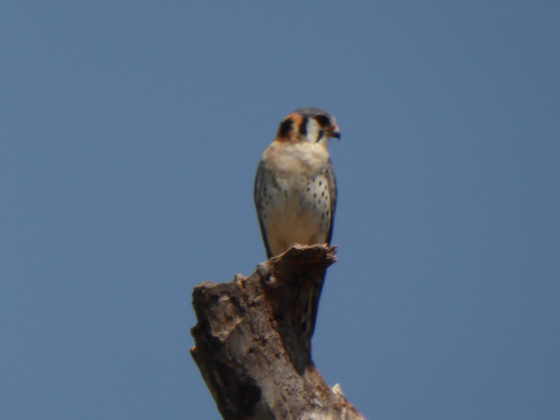 american kestrel