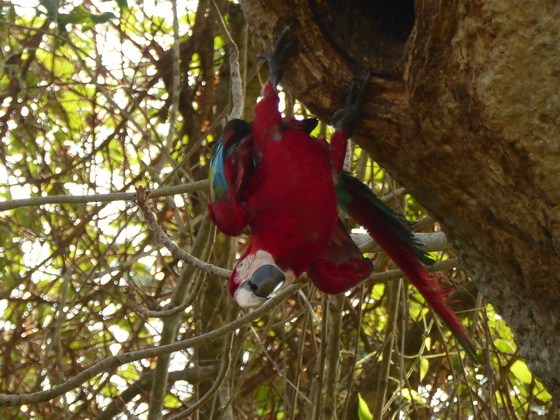   Macaw  Red-and-green-Macaw  Macaw  Red-and-green-Macaw  