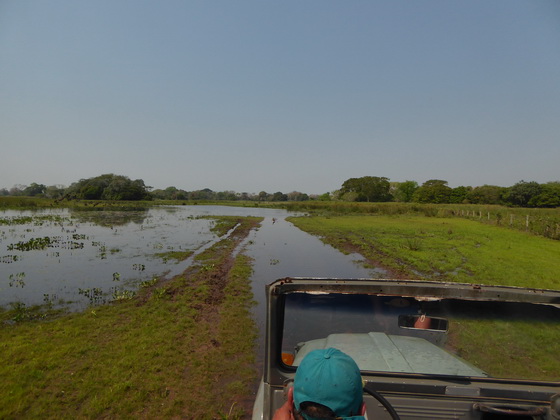 Duck Duck White-faced-whisteling-ducK