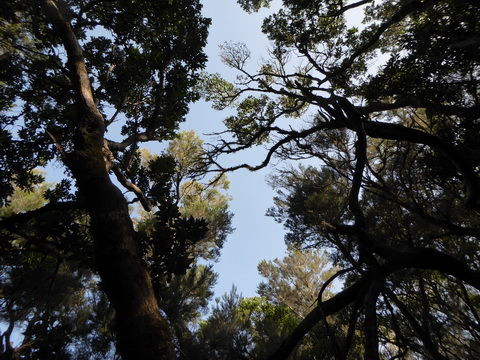 &nbsp;&nbsp;Gomera San sebastian Roque Columbus Gomera