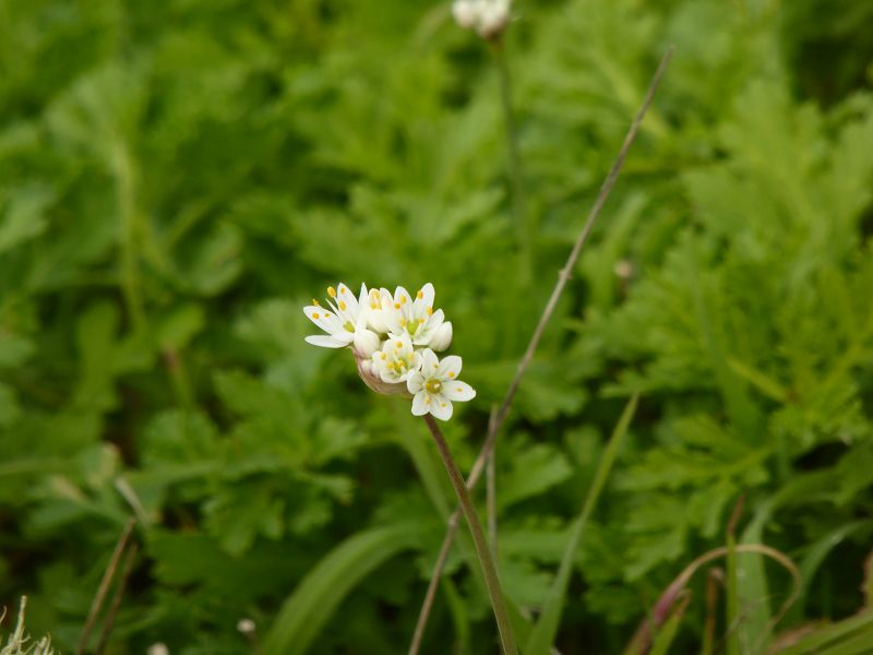 Mirador Bascos Blick runter Pozo de la Salud Blick in die Caldera El Golfo