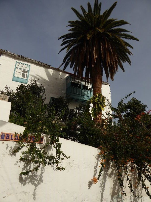 La Palma Santa Cruz de la Palma Palmito El Drago