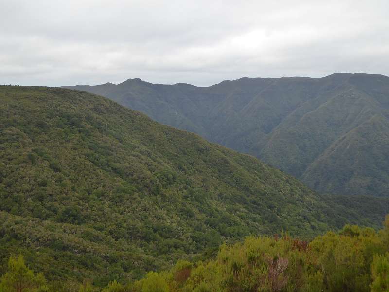    Madeira  Lorbeerwlder Laurasilva Lorbeerwald  Madeira   Cabo  Madeira  Lorbeerwlder Laurasilva Lorbeerwald 