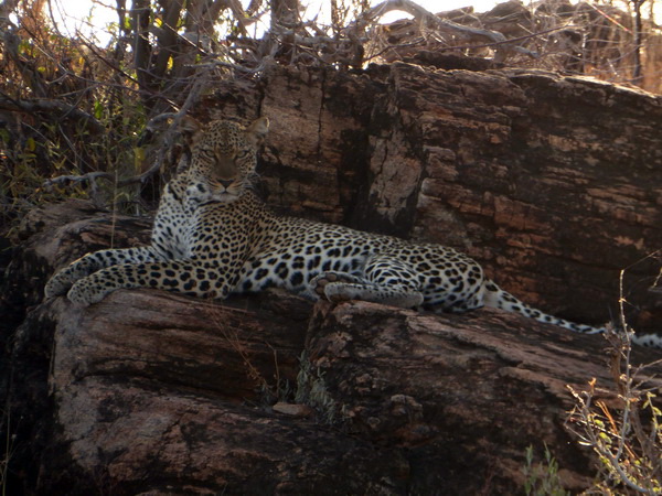 Samburu Nationalpark Chui Leopard LepardSamburu Nationalpark Chui Leopard Lepard