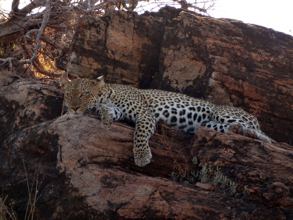 Samburu Nationalpark Chui Leopard LepardSamburu Nationalpark Chui Leopard Lepard