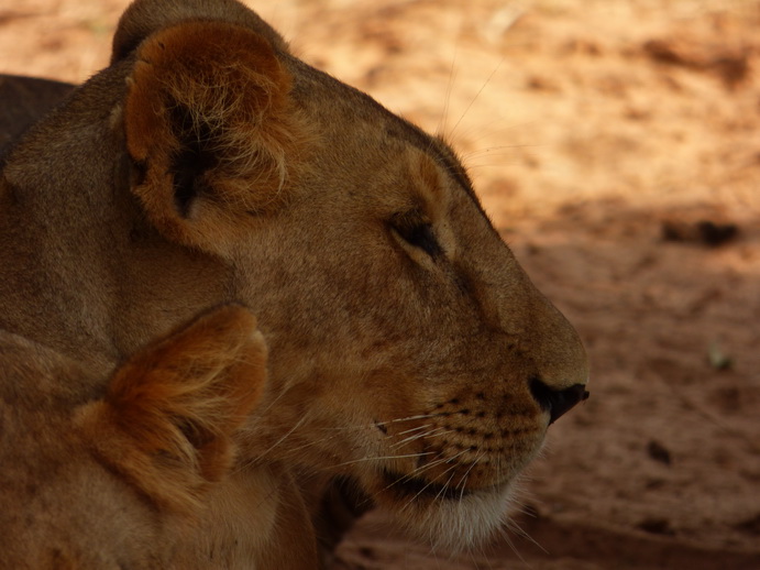 Samburu Nationalpark 3 simba in the Shadow