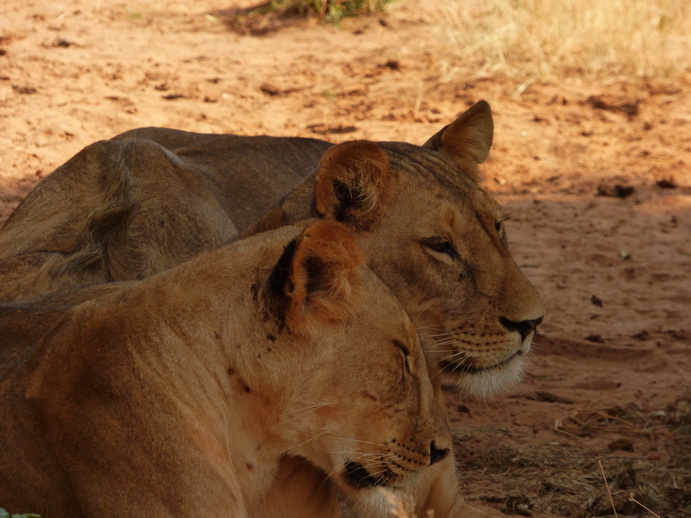 Samburu Nationalpark 3 simba in the Shadow