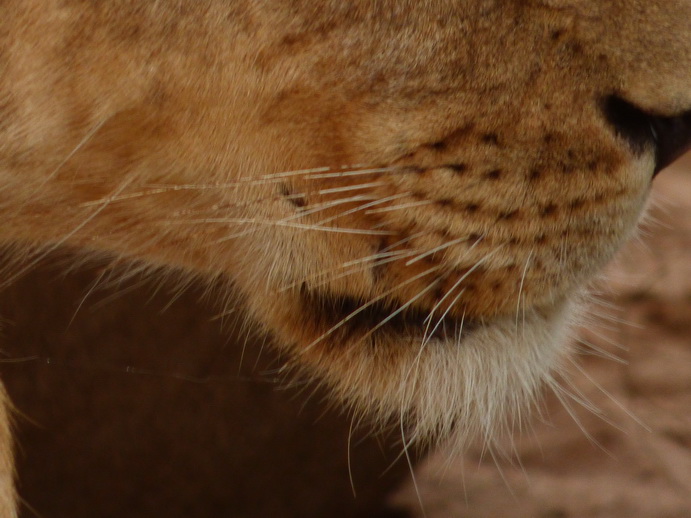 Samburu Nationalpark 3 simba in the Shadow