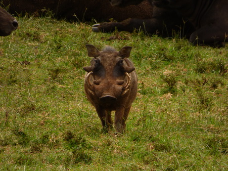 The Ark  in Kenia Aberdare National Park Ngiri Verwandter von Bushpig 