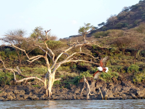 Kenia Lake Baringo Island Camp Boatsafari Fischeagle