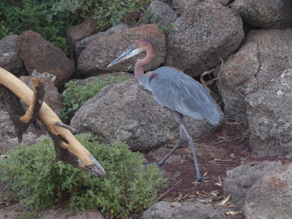Kenia Lake Baringo Island Camp Goliath Heron