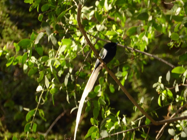 Kenia Lake Baringo Island Camp Paradiseflycater paradise flycatcher Paradiesschnäpper