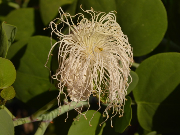 Kenia Lake Baringo Island Camp Pool