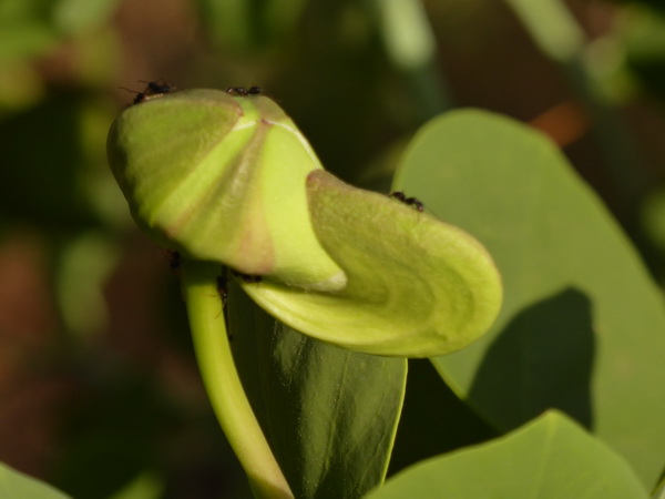 Kenia Lake Baringo Island Camp Pool