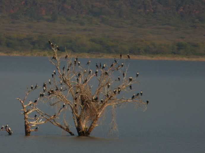 Kenia Lake Baringo Island Camp tree of