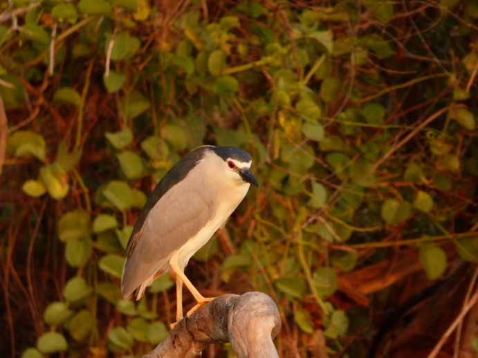 Kenia Lake Baringo Island Camp Sunrise heron
