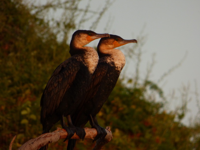 Kenia Lake Baringo Island Camp Sunrise 2 Cormorans