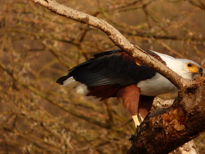 Kenia Lake Baringo Island Camp Fisheagel