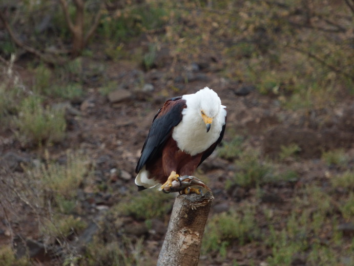 Kenia Lake Baringo Island Camp Fisheagel catching the Fish
