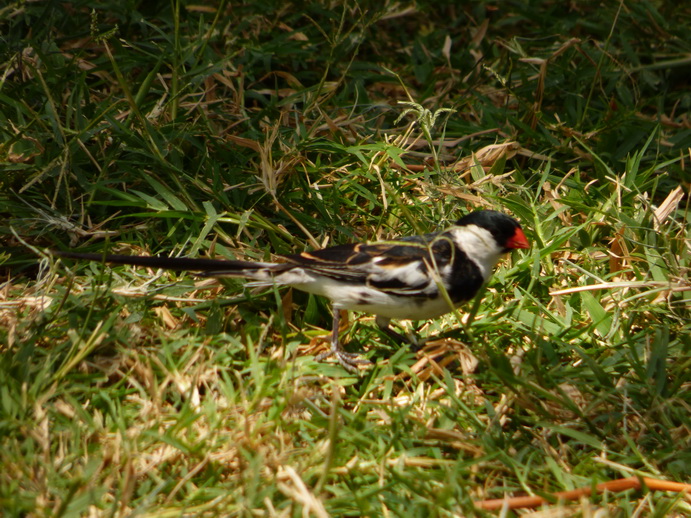 Kenia Lake Baringo Island Camp Poolbird