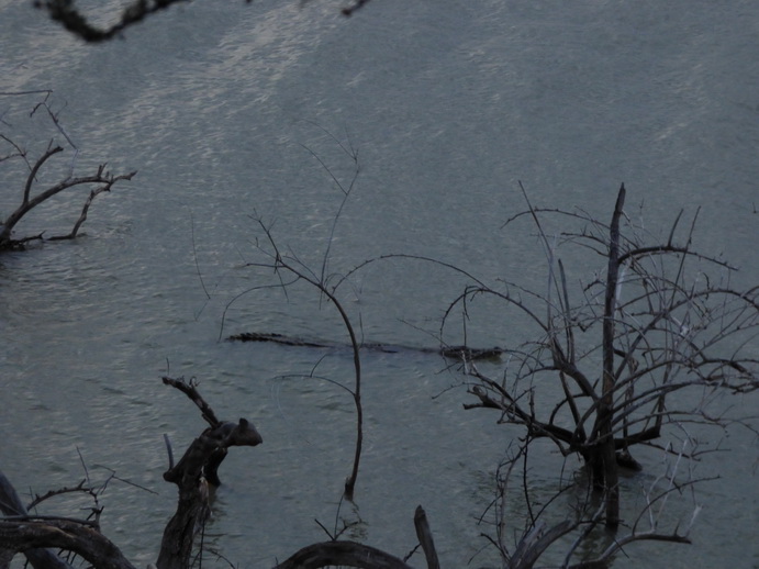 Lake Baringo Croc is coming look for some tiny Goat