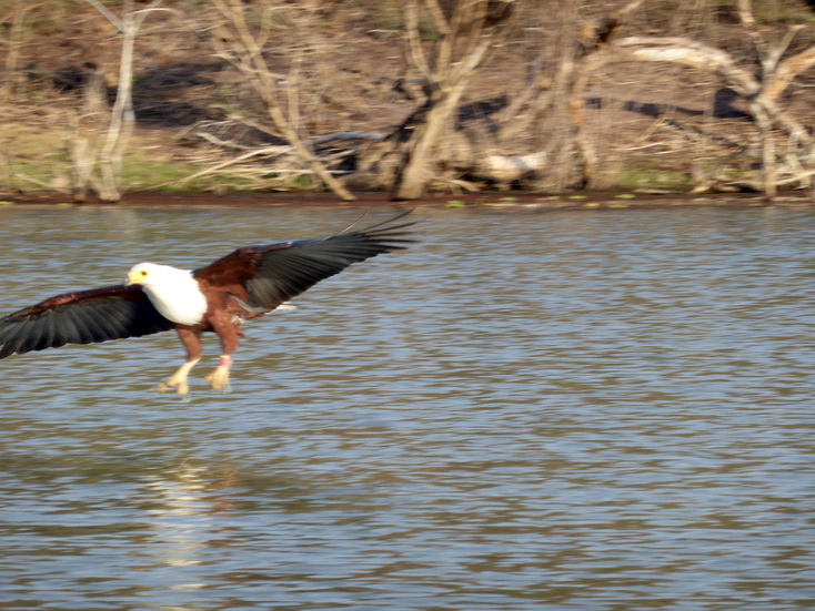 Kenia Lake Baringo Island Camp Fisheagel catching the Fish
