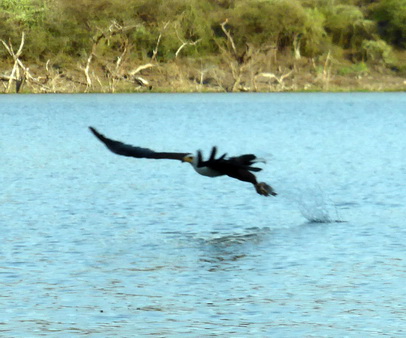 Kenia Lake Baringo Island Camp Fisheagel catching the Fish