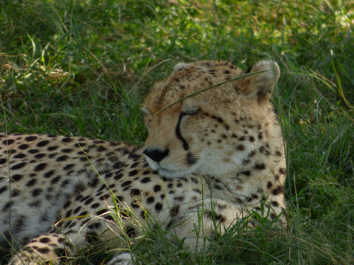 Masai Mara cheetah Gepard