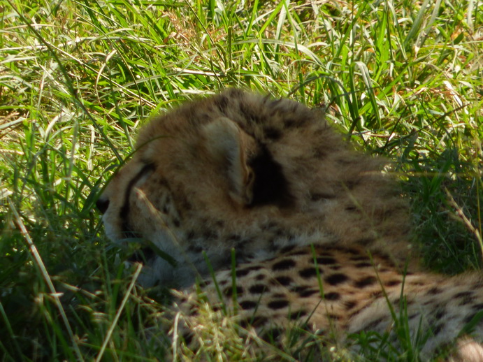 Masai Mara cheetah Gepard Masai Mara cheetah Gepard