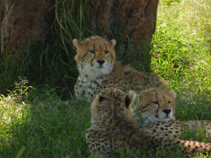 Masai Mara cheetah Gepard Masai Mara cheetah Gepard