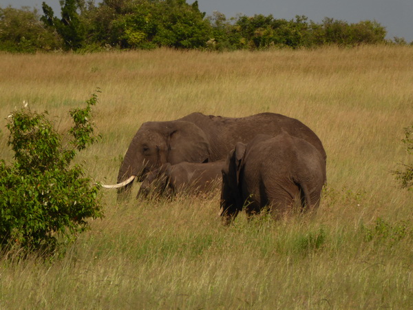 Masai Mara Tembo Kidogo kleiner Elefant