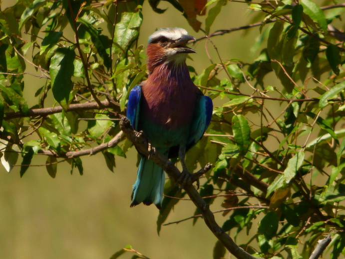 Masai Mara lilac Breasted RollerMasai Mara lilac Breasted Roller