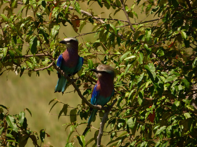Masai Mara lilac Breasted RollerMasai Mara lilac Breasted Roller