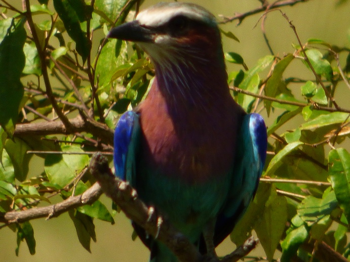Masai Mara lilac Breasted RollerMasai Mara lilac Breasted Roller