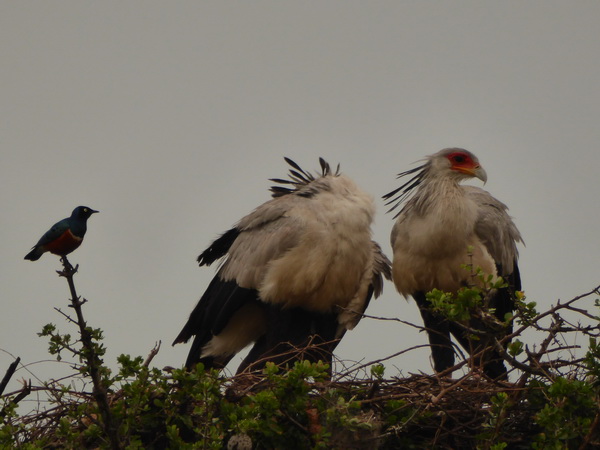 Masai Mara Sekretär Vogel Masai Mara Sekretär Vogel