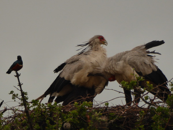 Masai Mara Sekretär Vogel Masai Mara Sekretär Vogel