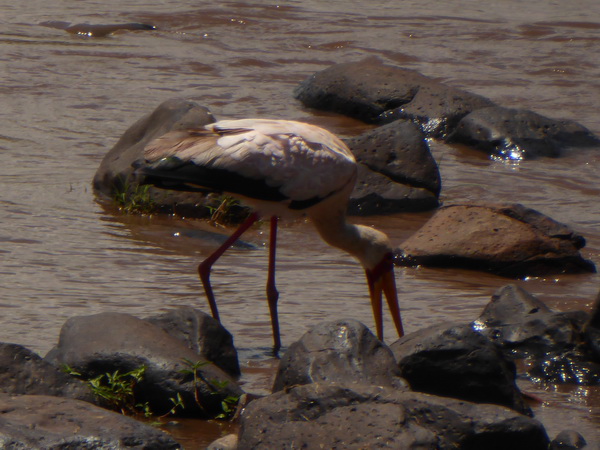 Masai Mara Sekretär Vogel